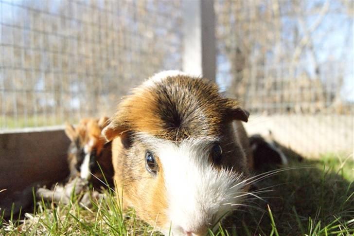 Marsvin Pirat billede 5