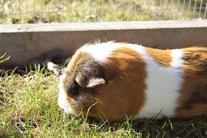 Marsvin Pirat billede 7