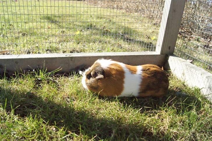 Marsvin Pirat billede 8