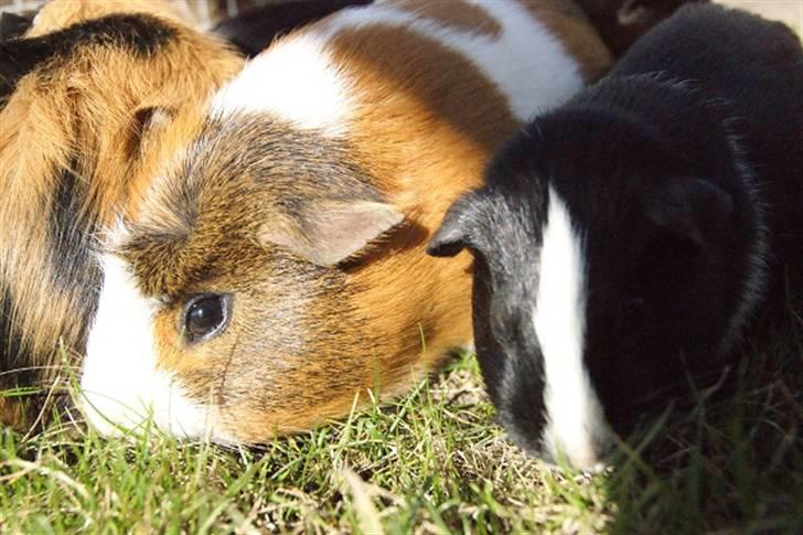 Marsvin Pirat billede 9