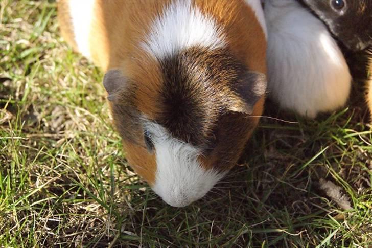 Marsvin Pirat billede 10