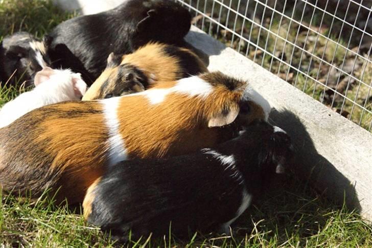 Marsvin Pirat billede 11