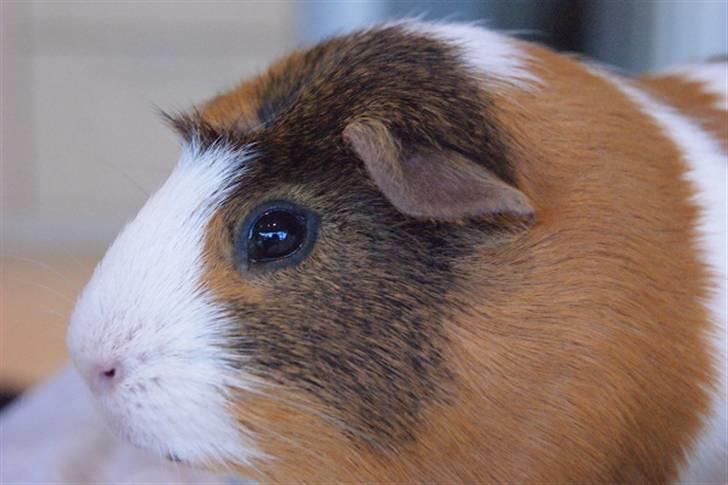 Marsvin Pirat billede 12