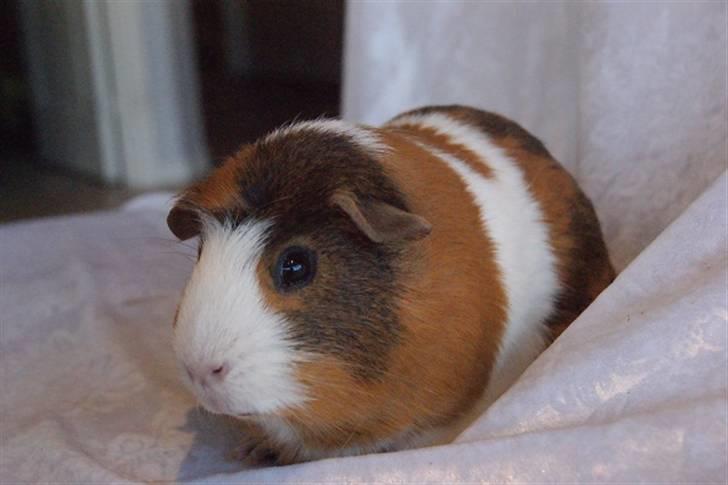 Marsvin Pirat billede 13