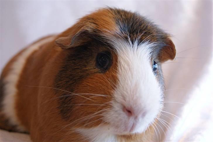 Marsvin Pirat billede 14