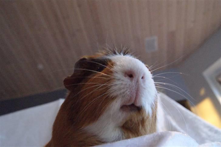 Marsvin Pirat billede 15