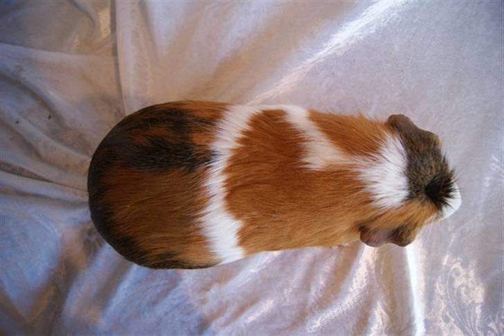 Marsvin Pirat billede 16