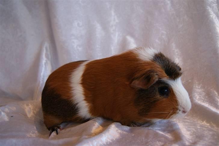 Marsvin Pirat billede 19