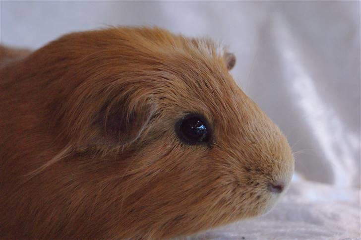 Marsvin King the big boy billede 1