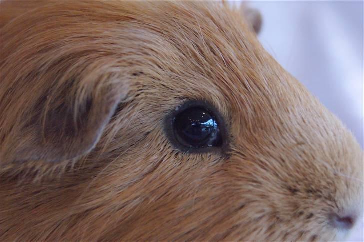 Marsvin King the big boy billede 2