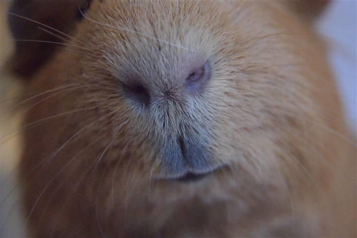 Marsvin King the big boy billede 3