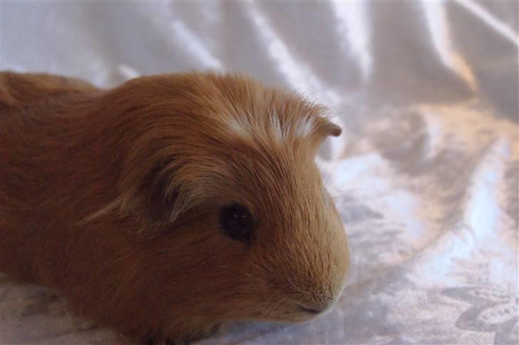 Marsvin King the big boy billede 4