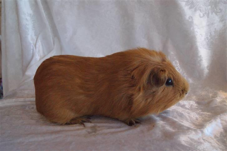 Marsvin King the big boy billede 5