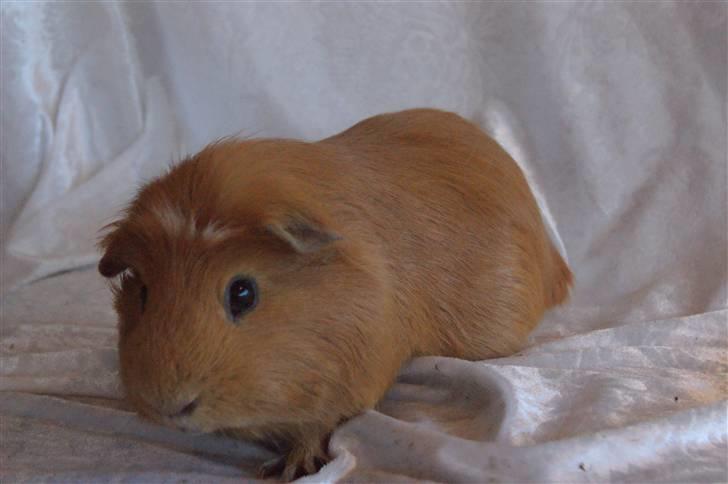 Marsvin King the big boy billede 6