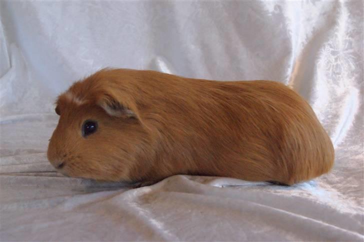 Marsvin King the big boy billede 7