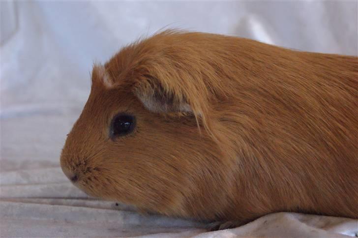 Marsvin King the big boy billede 8