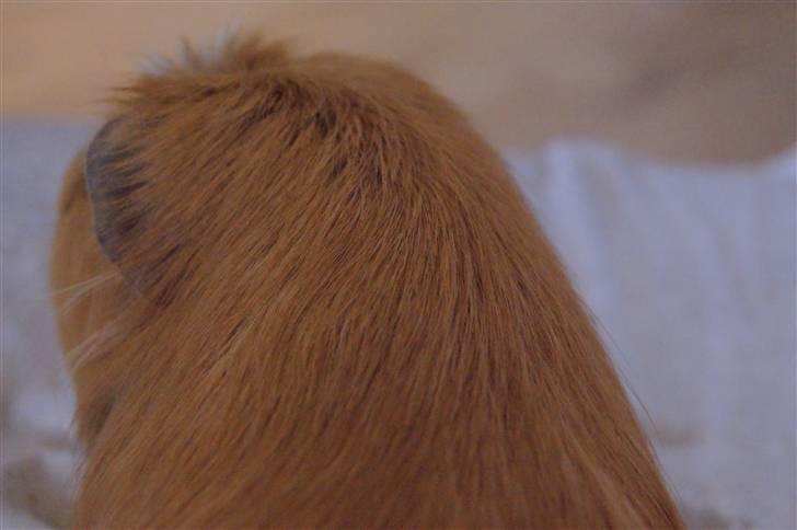 Marsvin King the big boy billede 9