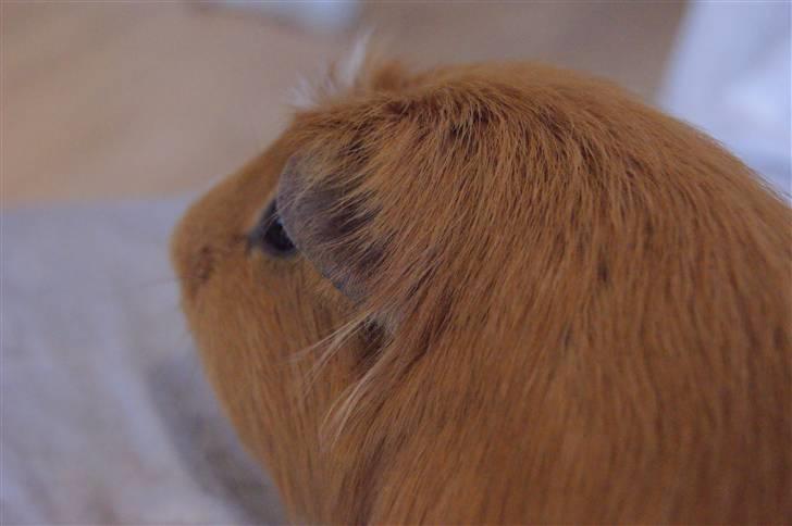 Marsvin King the big boy billede 10