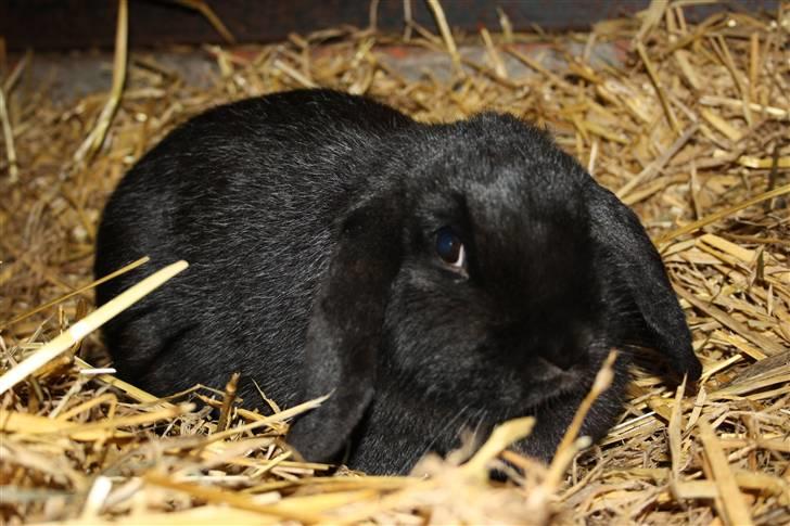 Kanin Dina (93p) - NU MED UNGER billede 1