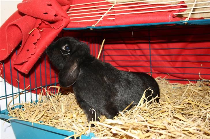 Kanin Dina (93p) - NU MED UNGER billede 2