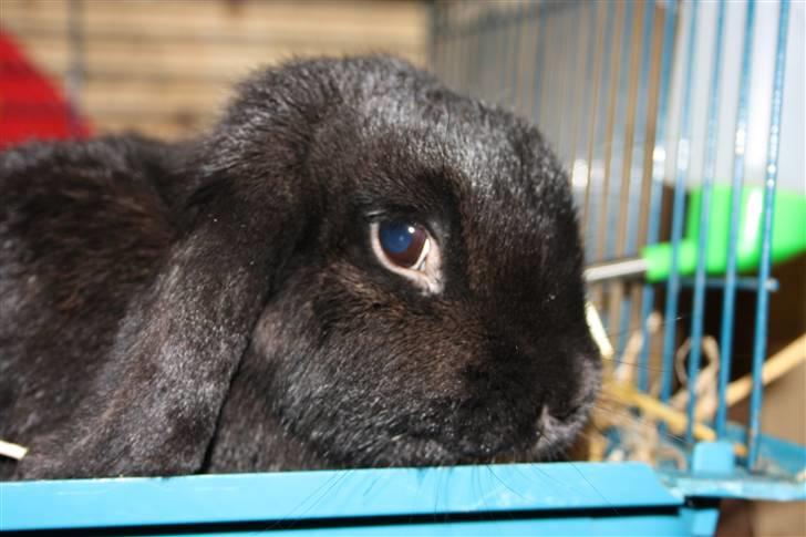 Kanin Dina (93p) - NU MED UNGER billede 3