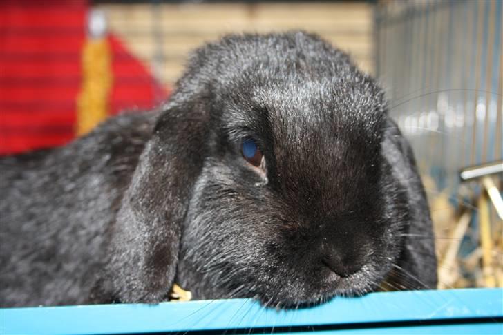 Kanin Dina (93p) - NU MED UNGER billede 4