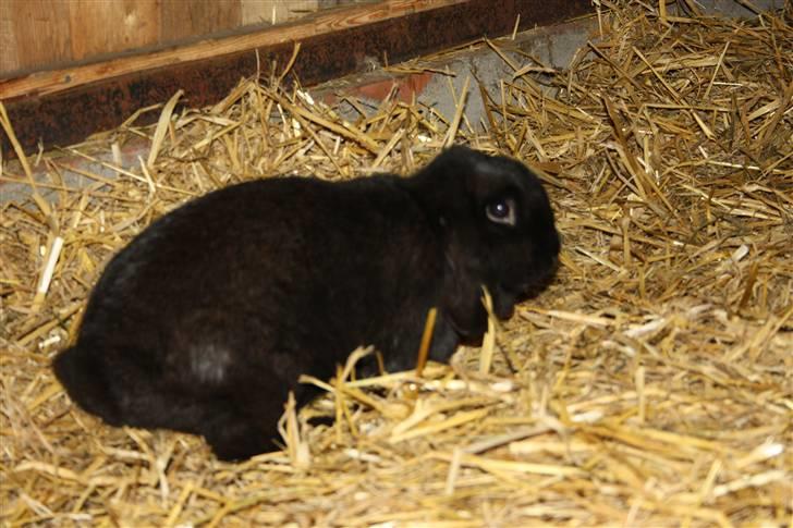 Kanin Dina (93p) - NU MED UNGER billede 5