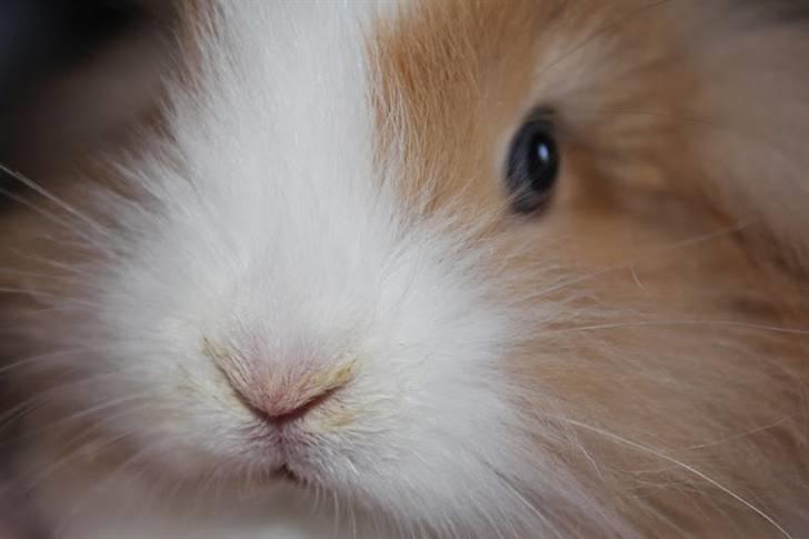 Kanin Shamigo's Cinderella billede 11