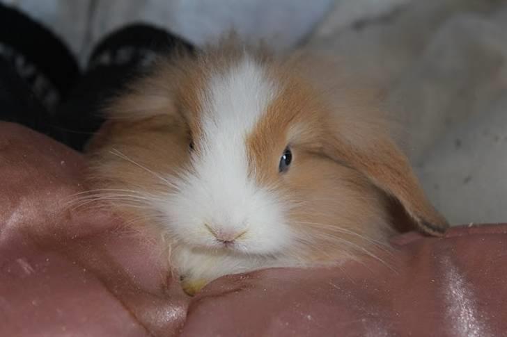 Kanin Shamigo's Cinderella billede 12