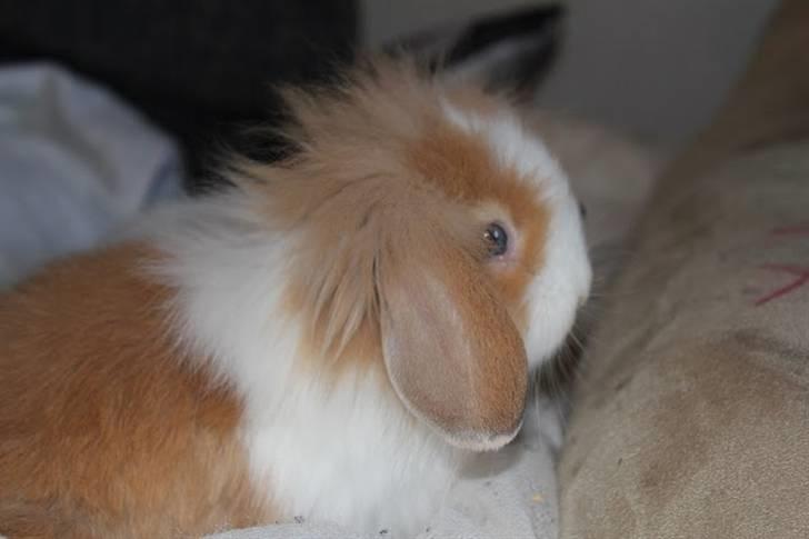 Kanin Shamigo's Cinderella billede 13