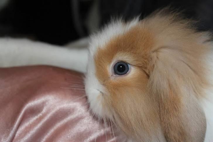 Kanin Shamigo's Cinderella billede 14