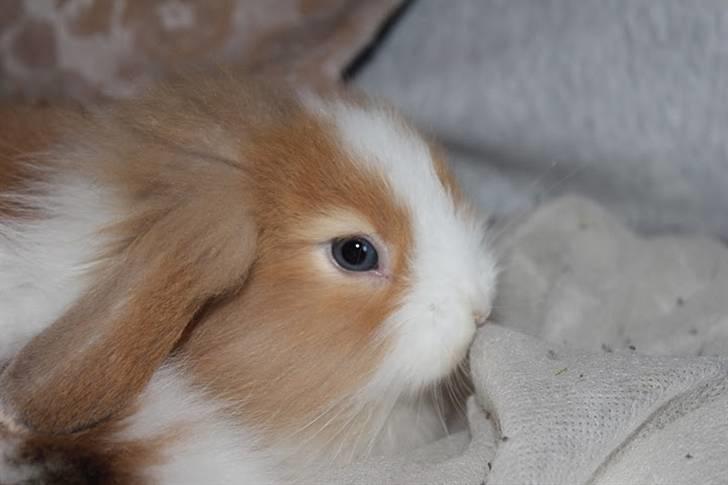 Kanin Shamigo's Cinderella billede 16