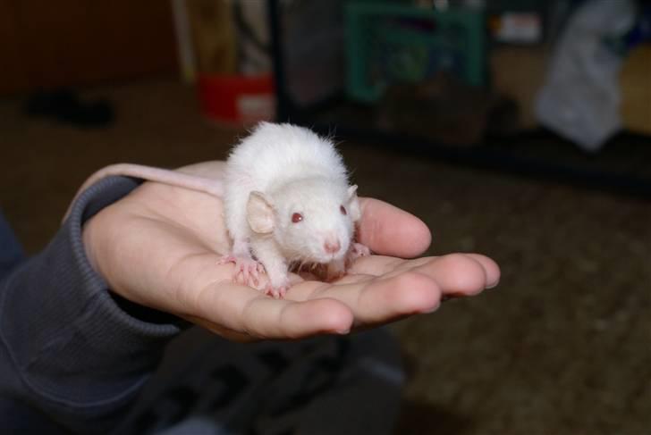 Tamrotte Prima Rats' Kahlua <3 billede 11