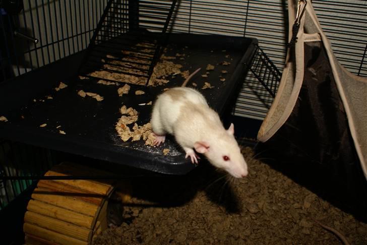 Tamrotte Prima Rats' Tullamore <3 billede 12