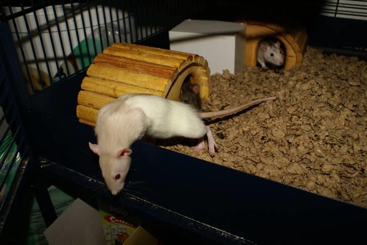 Tamrotte Prima Rats' Tullamore <3 billede 13