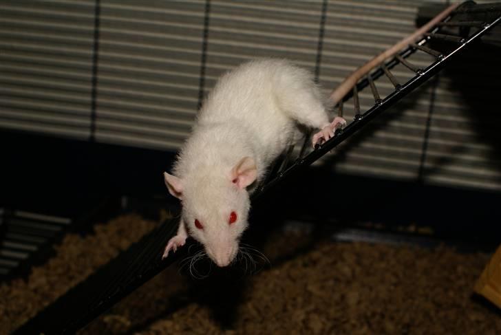 Tamrotte Prima Rats' Malibue <3 - NYT billede 16