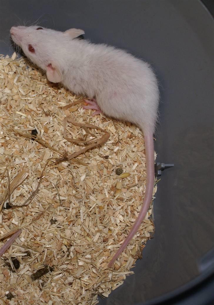 Tamrotte Prima Rats' Malibue <3 billede 18