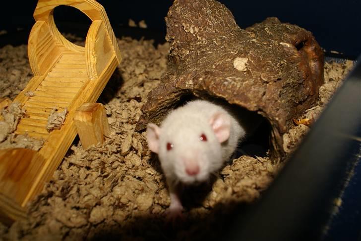 Tamrotte Prima Rats' Malibue <3 - NYT billede 19