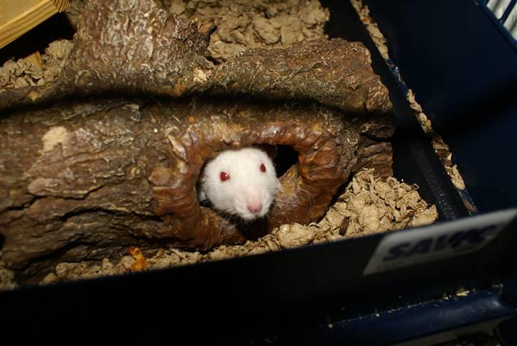 Tamrotte Prima Rats' Malibue <3 - NYT billede 20