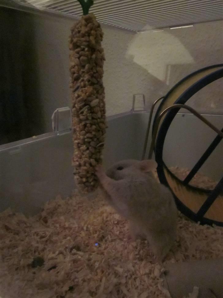 Hamster Prinsessen  billede 6