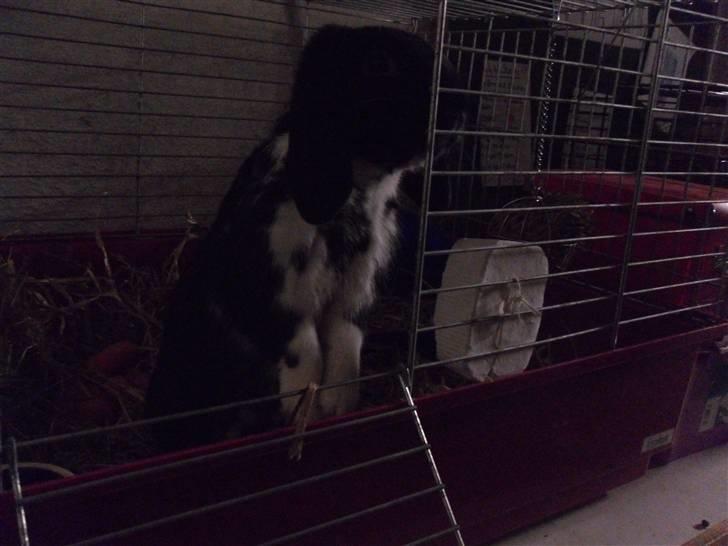 Kanin Pearcy billede 13