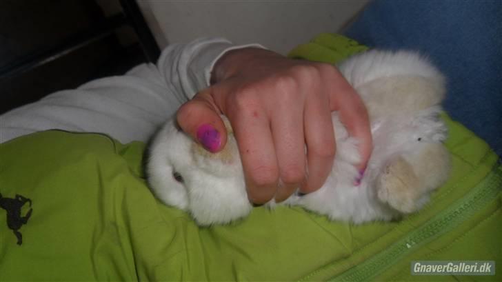Kanin Tinky (Tinky Winky)<3 billede 1