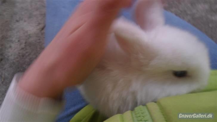 Kanin Tinky (Tinky Winky)<3 billede 2