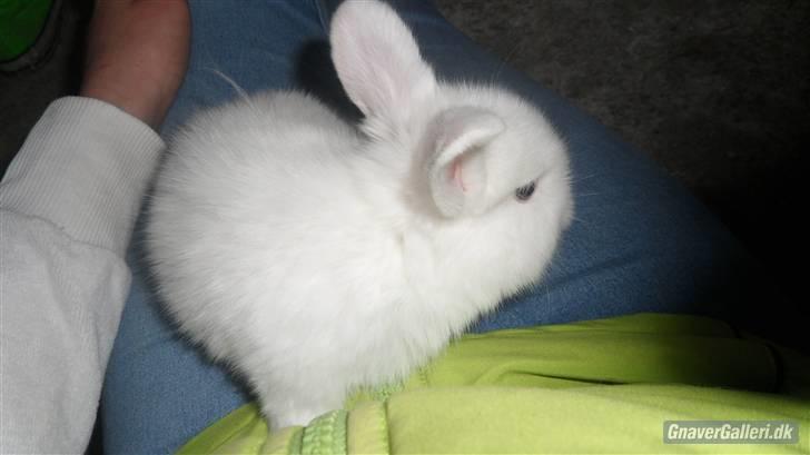 Kanin Tinky (Tinky Winky)<3 billede 3