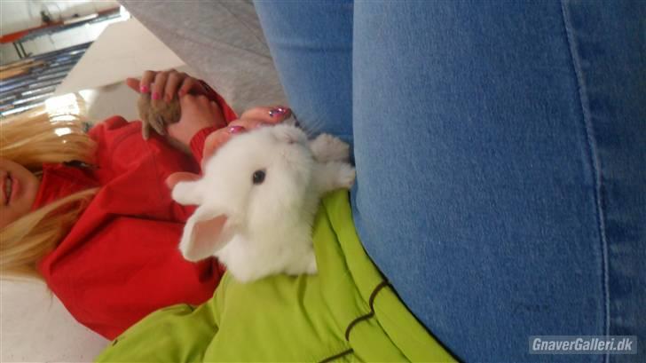 Kanin Tinky (Tinky Winky)<3 billede 4