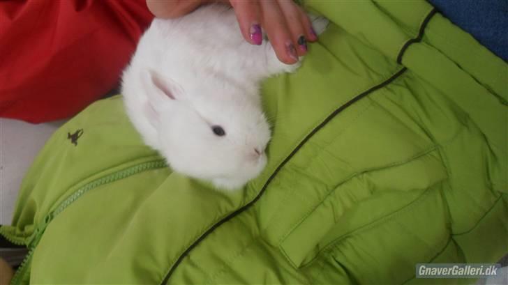 Kanin Tinky (Tinky Winky)<3 billede 5