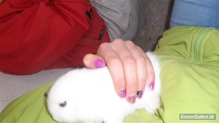 Kanin Tinky (Tinky Winky)<3 billede 6