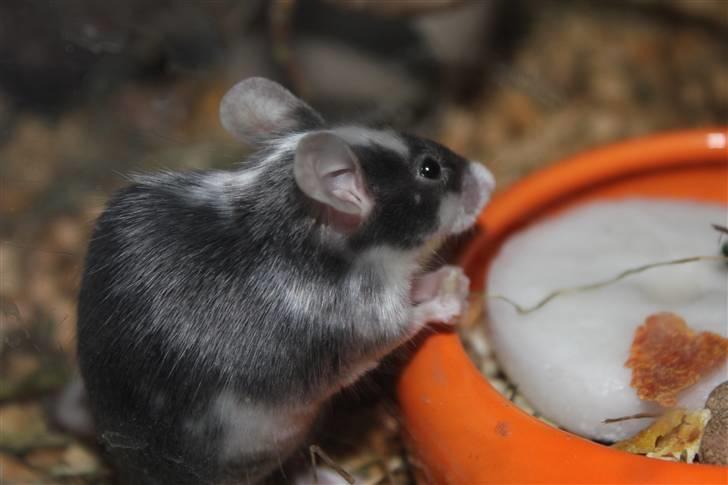 Mus Pølse(Friedrich) (RIP) billede 10