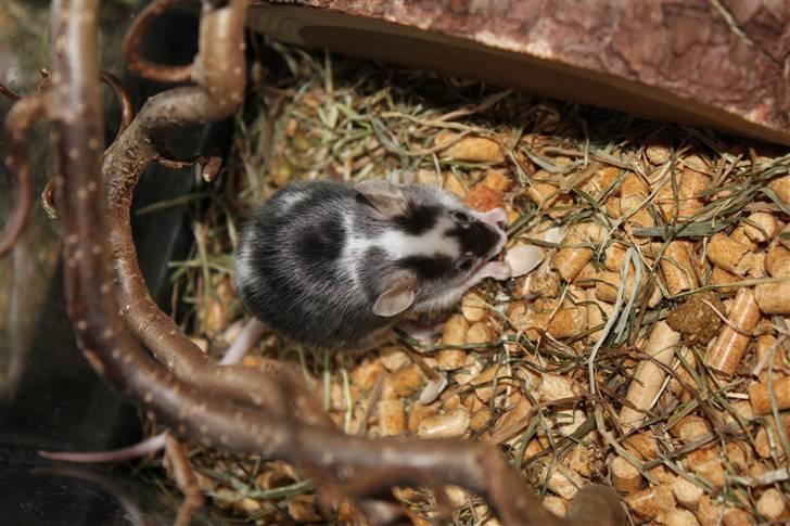 Mus Pølse(Friedrich) (RIP) billede 11