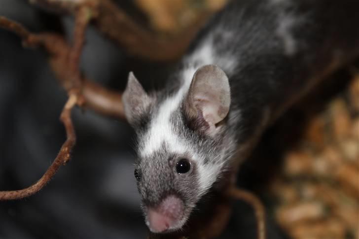 Mus Pølse(Friedrich) (RIP) billede 12